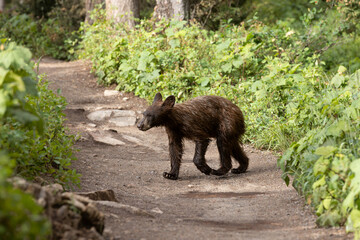 Black Bear Cub on Trail © George Erwin Turner