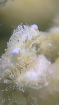 Discovering a rare striated frogfish, looking like a fluffy creature, during a dive in the vibrant Red Sea ecosystem. Truly an amazing moment!