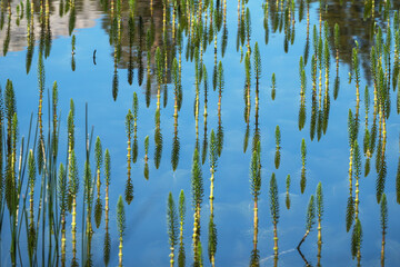 Reflecting patch of Water Horsetail aka Mares Tail in the Eastern Sierra Nevada Mountains near Mammoth Lakes California.