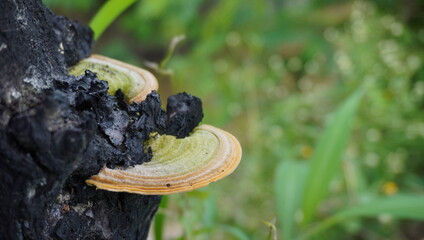 turkey tail fungus or trametes versicolor or wood fungus