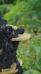 turkey tail fungus or trametes versicolor or wood fungus
