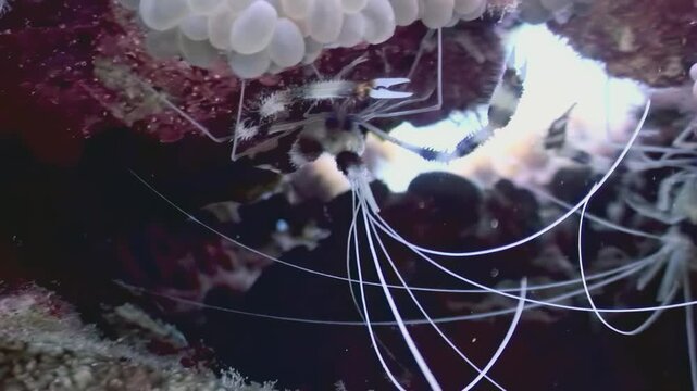 A banded boxer shrimp moves gracefully under a cluster of eggs among rocks. Captured in the depths of the Red Sea, revealing underwater marvels.