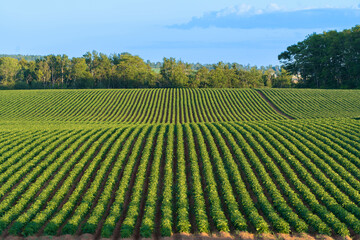 rows of vines