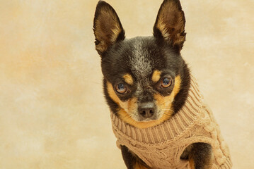 Chihuahua dog in black, white and red on a beige background. Dog in beige clothes.