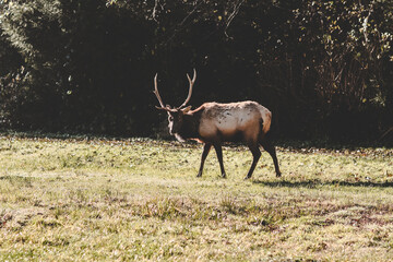Wild Elk with Large Antlers Standing in Natural Habitat, North American Wildlife Photography
