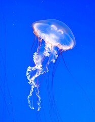 Transparent Jellyfish with Tentacles Isolated on Blue Background for Marine Animal Object and Ocean Wildlife Concept