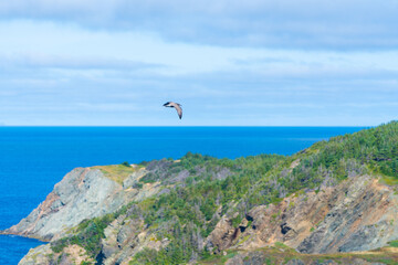 kite surfing on the sea