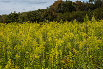 Field of golden rod on the edge of the woods.
