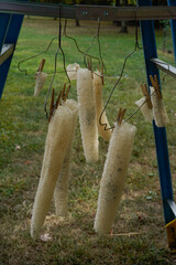 Luffa, loofah, natural sponges hanging outside to dry. 