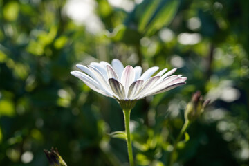The underside of a white daisy flower. Variety is the blue disc daisy. Bokeh background.