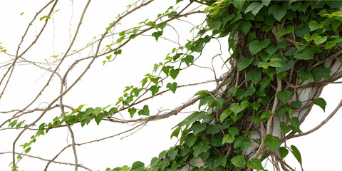 Fototapeta premium Green Ivy Vines Growing on a Textured Gray Wall plant leaves Cutout PNG Ai isolated on a transparent background