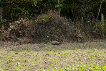 Large groundhog in a field, headed for the woods.