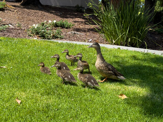 Mother duck walking with six ducklings on bright green grass in a landscaped garden