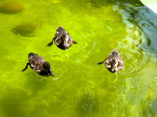 Three baby ducklings swimming together in green water under bright sunlight, close-up wildlife scene showing young mallards exploring pond environment during spring season