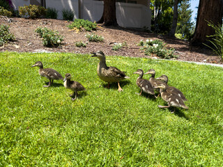 Mallard hen walking with six ducklings on green grass in landscaped yard under bright sunlight