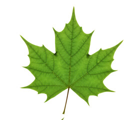 Fresh Green Maple Leaf Isolated on White