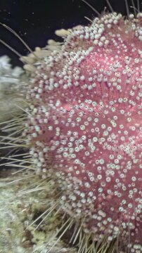 A close encounter reveals a Red Sea urchin. Its vibrant pink body covered in white tubercles and long spines creates a mesmerizing texture. A captivating underwater experience.