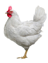 Hen chicken isolated on white background