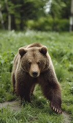 Fototapeta premium Urso-pardo em um campo verde