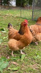 Chicken in the farm