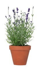Beautiful potted lavender plant isolated on white