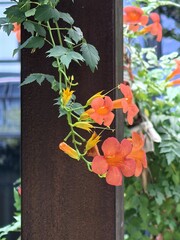 flowers in the garden