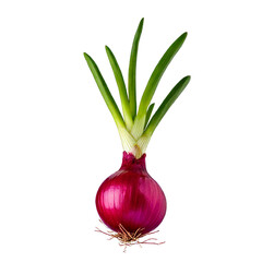 Red onion on transparent background PNG