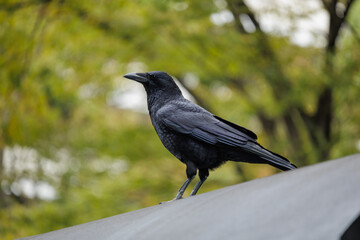A friendly raven is perched on the roof of a rounded surface, nobly watching as familiar faces pass by.