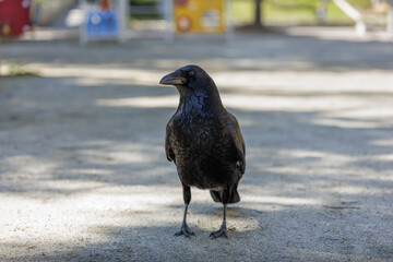 Solitary raven stands confidently in sunlit park, its glossy black feathers shimmering under soft light. Tree shadows dance gently on surrounding ground, enhancing raven’s commanding figure.