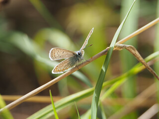 Isolated close-up frontal ventral view of a female European blue butterfly (polyommatus Icarus) perched on grain stalk in a field in Bonn, Germany, September.