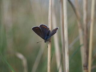 Isolated dorsal close-up of a female European blue butterfly (polyommatus Icarus) perched on a dry straw. Bonn, Germany, September.