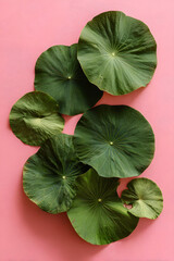 Obraz premium Green lotus leaves and seed pod against a plain pink background