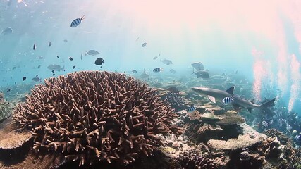 Deep in the blue, a shark feeding attracts many reef fish. This natural event happens amongst vibrant coral in Fiji. A healthy, rich ecosystem at its finest.