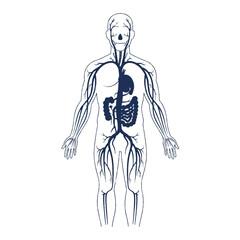 Fototapeta premium Vintage-style illustration of a human body with visible circulatory and digestive systems on a white background.