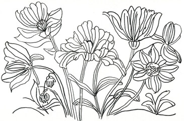 Floral Line Art Drawing of Blooming Flowers