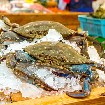 Fresh crabs on ice at market
