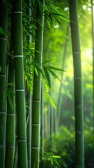 Obraz premium Lush Bamboo Forest Pathway Surrounded by Natural Greenery