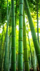 Lush Green Bamboo Forest with Sunlight Filtering Through Leaves