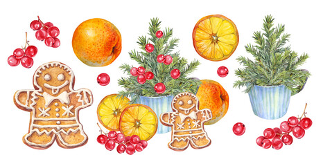 Watercolor Christmas set with tree with berry and gingerbread man and orange fruit isolated on white background. Forest evergreen fir or pine. Hand-drawn clipart for New Year wrapping or wallpaper