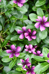 ニチニチソウ「モネアンティーク」　Catharanthus roseus 'Mone Antique'　Rosy Periwinkle