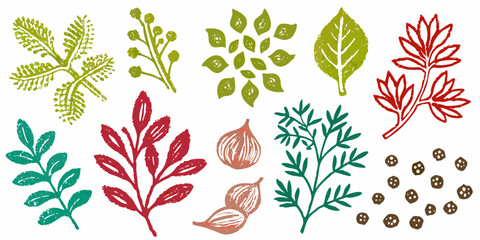 Collection of hand drawn botanical elements and spices in green red and brown hues