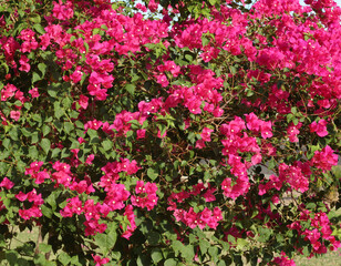 Bougainvillea Flower Bush