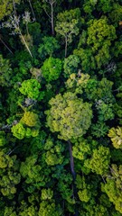 Naklejka premium Lush Green Forest Canopy Viewed from Above in Natural Habitat