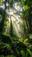 Fototapeta premium Lush Rainforest with Sunlight Filtering Through Dense Canopy