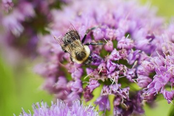 arafed bee on a purple flower with a green background