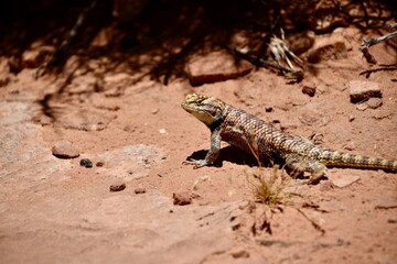 there is a lizard that is sitting on the ground in the dirt