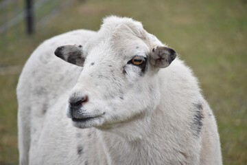there is a white sheep standing in a field of grass