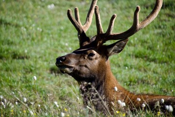 there is a deer that is laying down in the grass