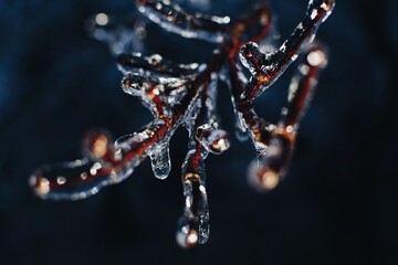 a close up of a branch with ice crystals on it © Luke