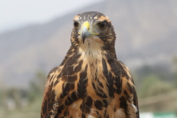 portrait of a hawk